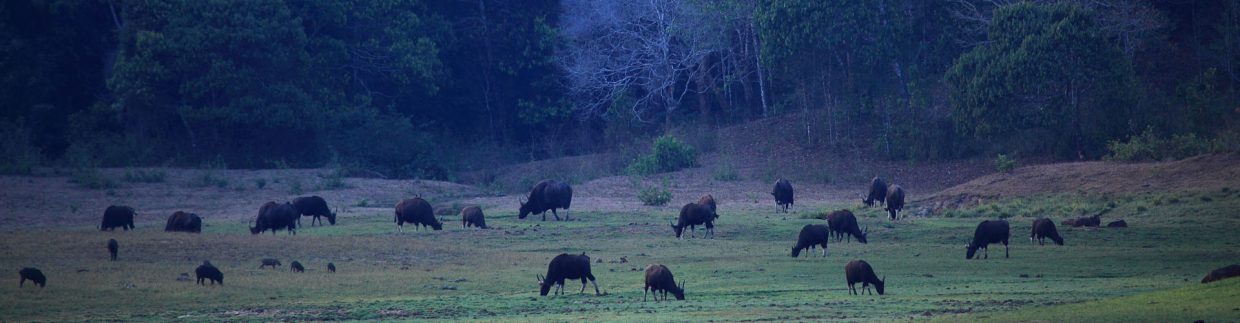 Thekkady Wildlife