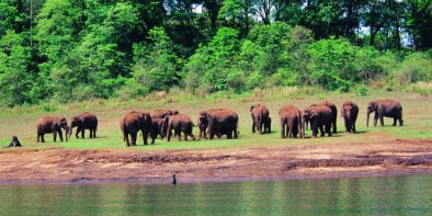 Thekkady Wildlife